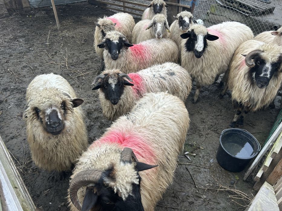 Oi tinere turcane breze ofer transport!