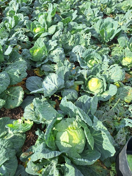 Varza de vanzare de buzau 1 leu kg negociabil