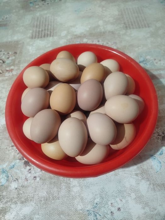 Яйца домашние  от черных кур