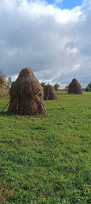 Căpițe de Fân de vânzare