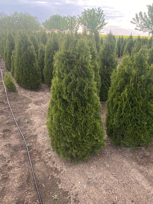 Plante ornamentale tei stejar platani