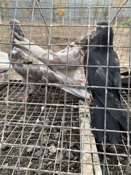 Продам годубей молодежь