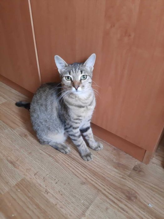 Tigruță pentru adopție