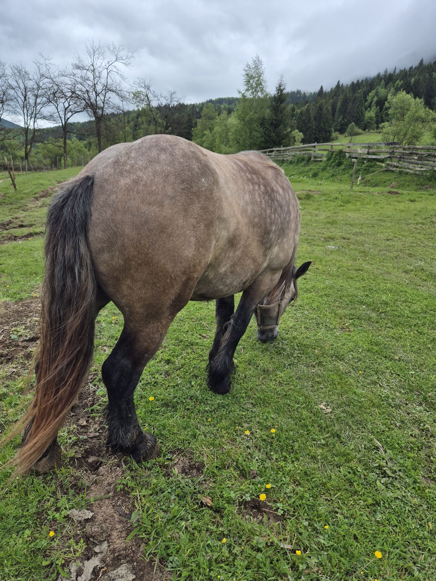 Vând Mânzat de 2 ani!