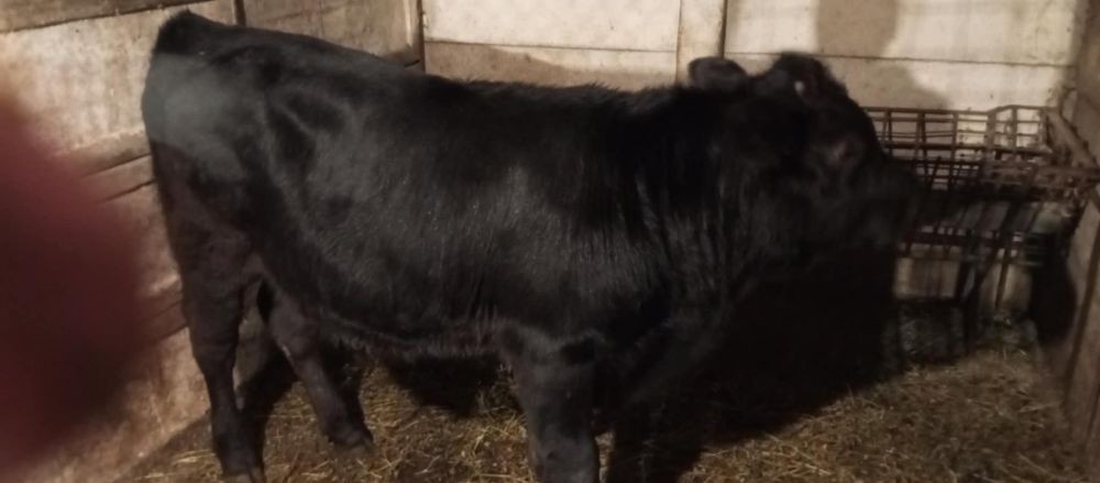 Tăuraș de vânzare