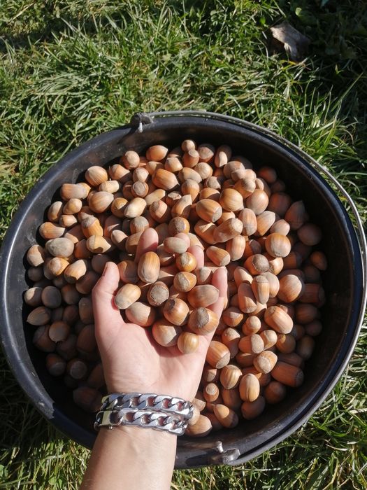 Alune de pădure de cultură