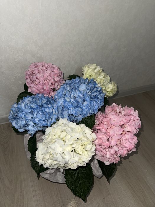 цветы гортензия новый