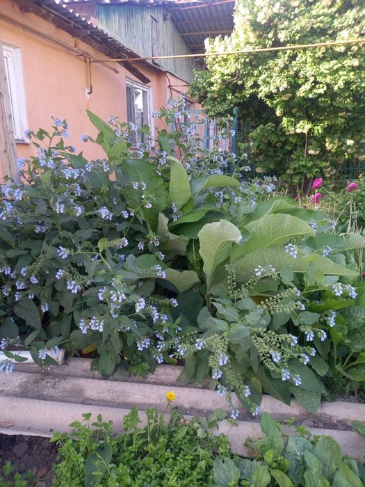 Дом продается Шардара каласы
