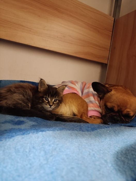 Котята Мейн-кун девочки