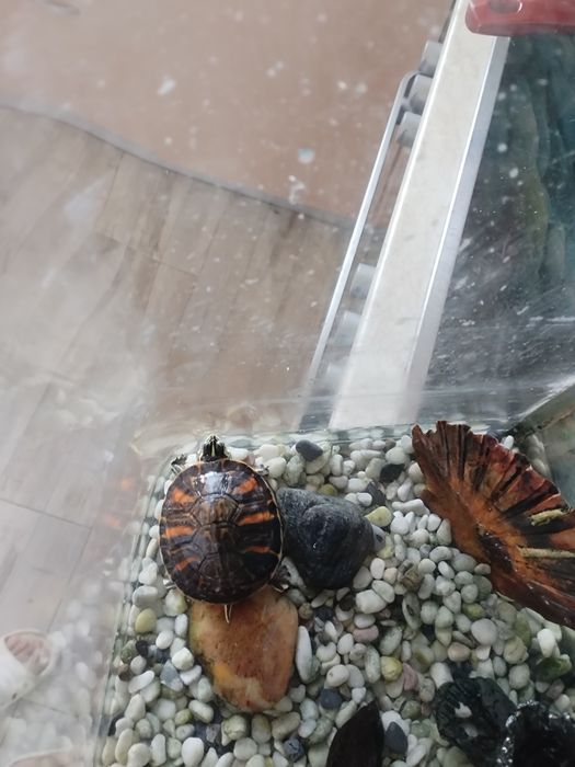 Аквариум с костенурката