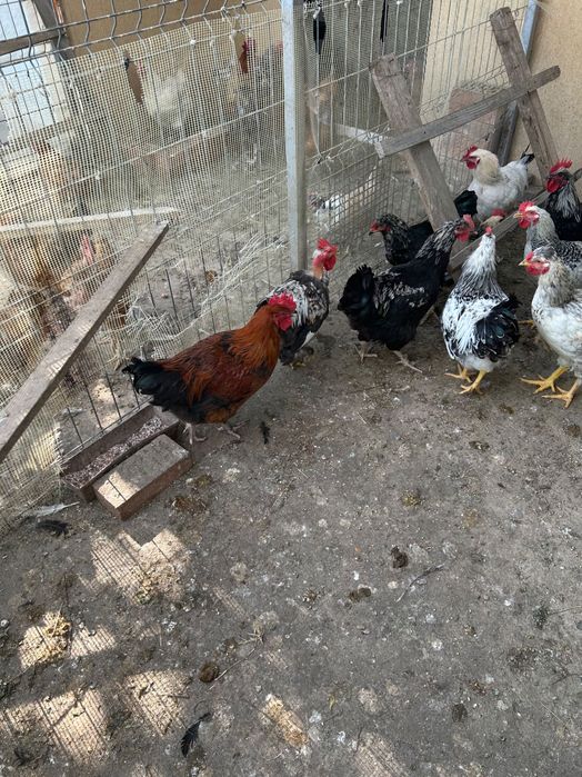 Cocoși de anul acesta de vanzare