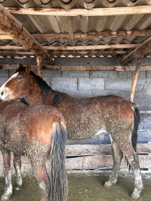 Соғымға 4 бас жылқы сатымын