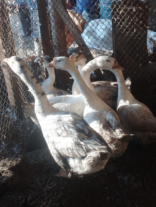 Гуси с гарантией