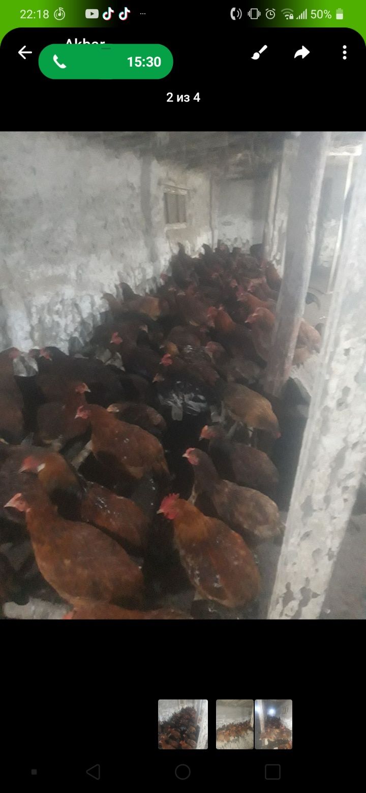 Xan xyap Zotli Tovuqlar