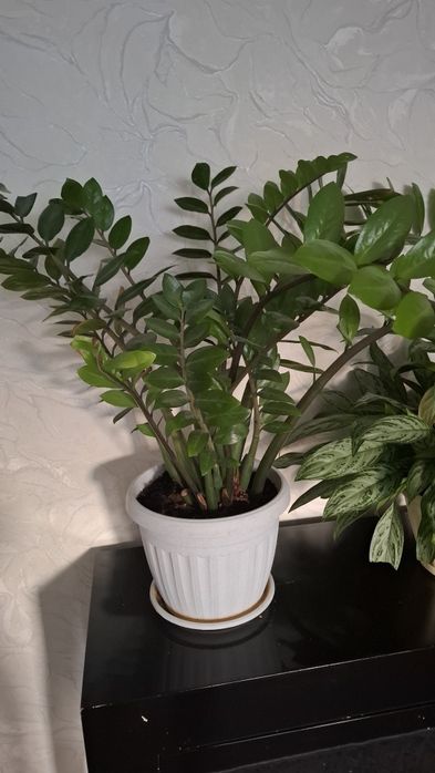 Название цветы Доллар