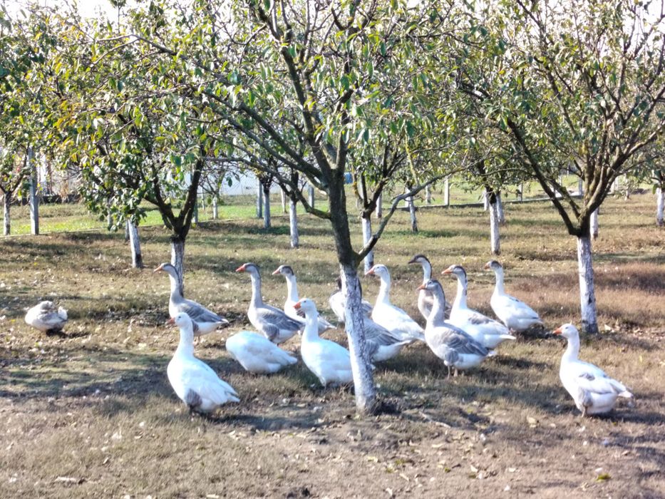 Gâște de vânzare