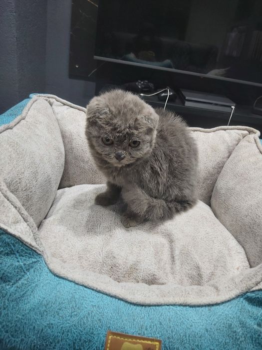 Скоттиш фолд 3 ойлик