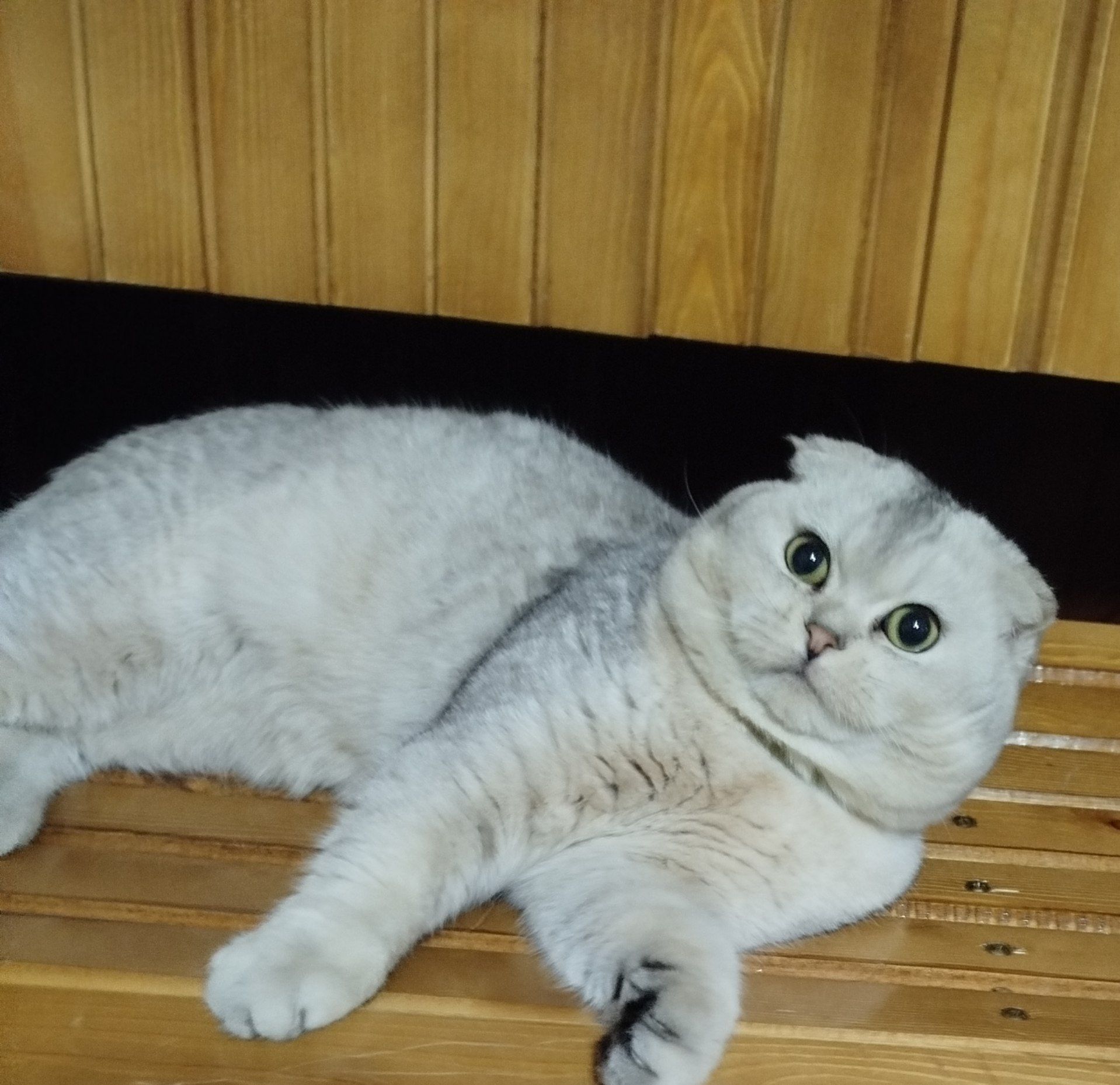 Scottish fold serebritsiy shinshila