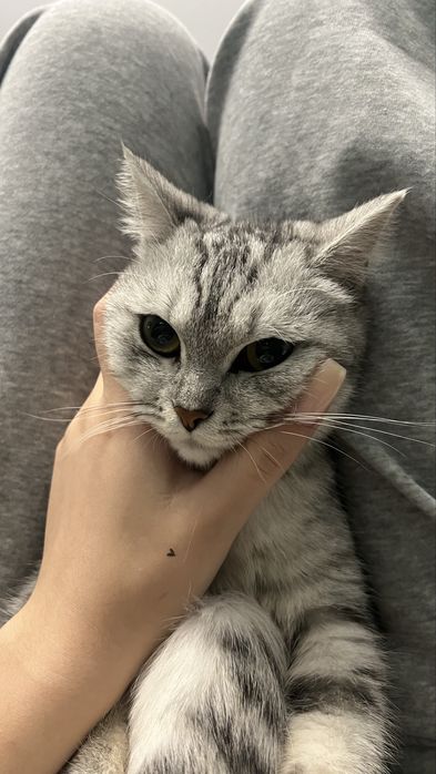 отдам кошку в хорошие руки