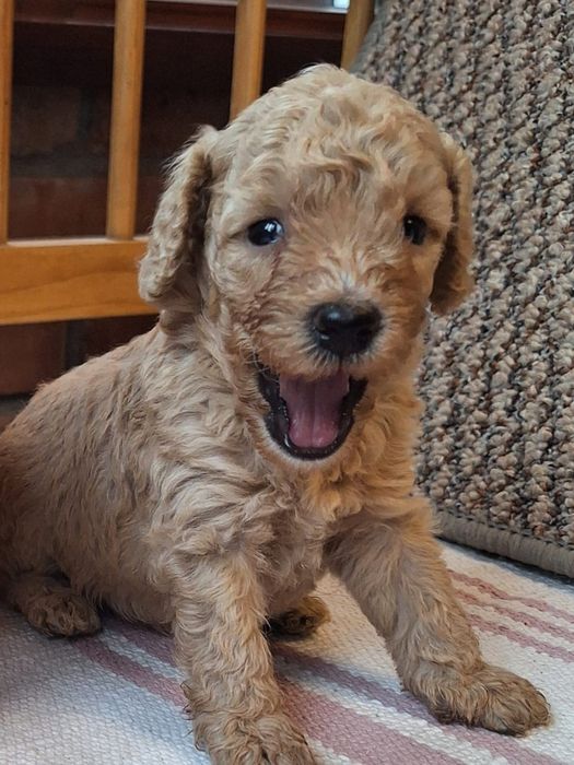 Pudel pitic/miniature