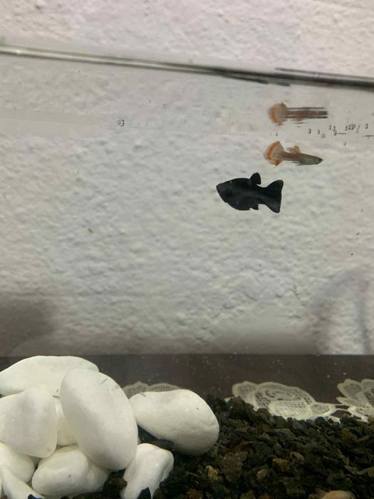 Vând pești motiv vreau să-mi iau alți