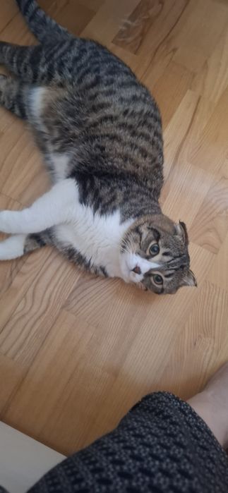 Отдам бесплатно кот 1-год