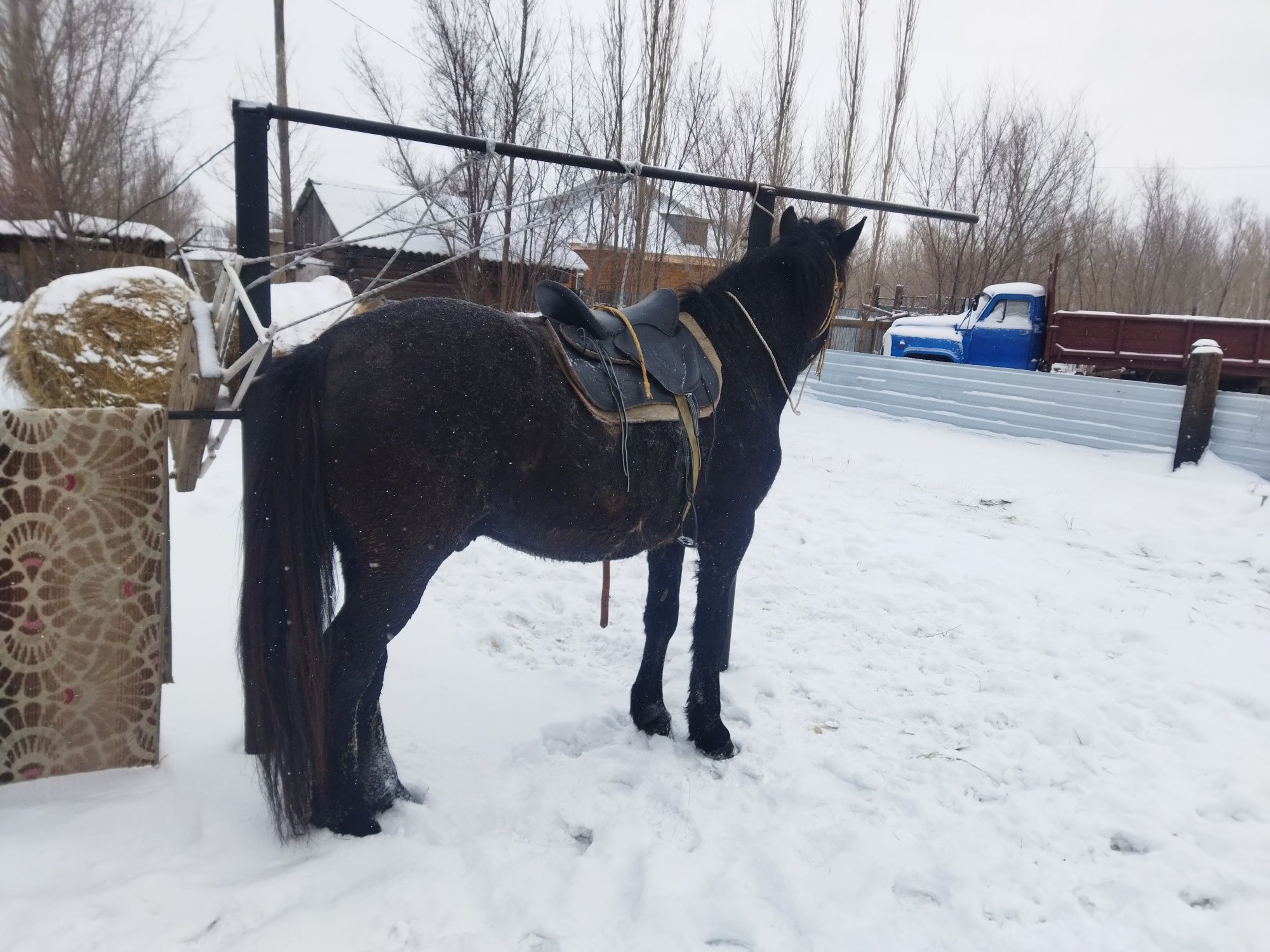 Продам жеребца на племя