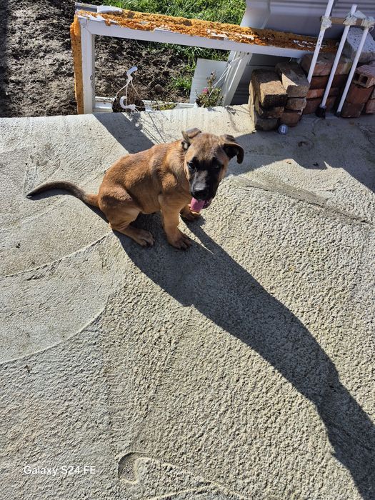 Pui Metis cu vaccinuri si deparazitări la zi