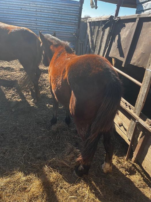 Продам байтал и кобылу