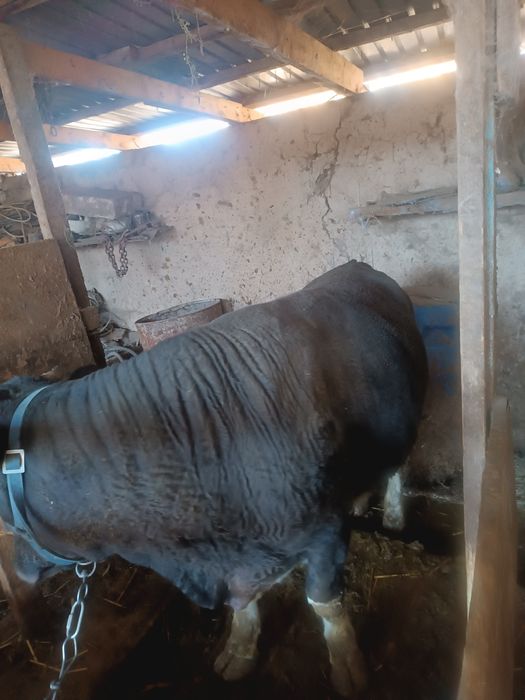 Бука сатылады. Продам быка