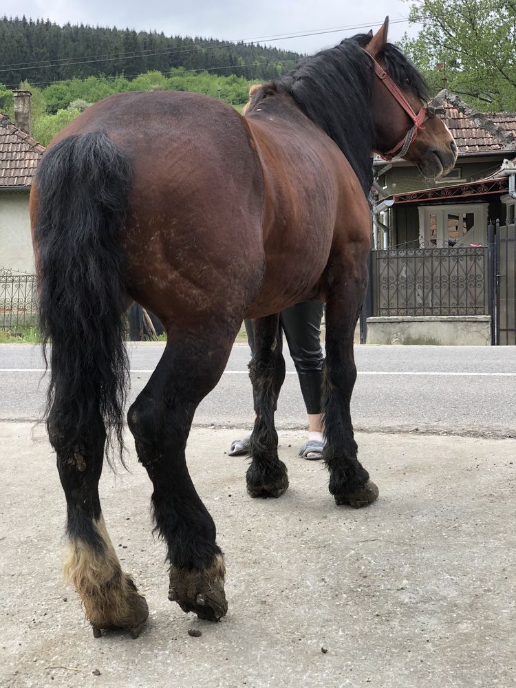 cal greu castrat de 7 ani lucrat la padure jud cluj