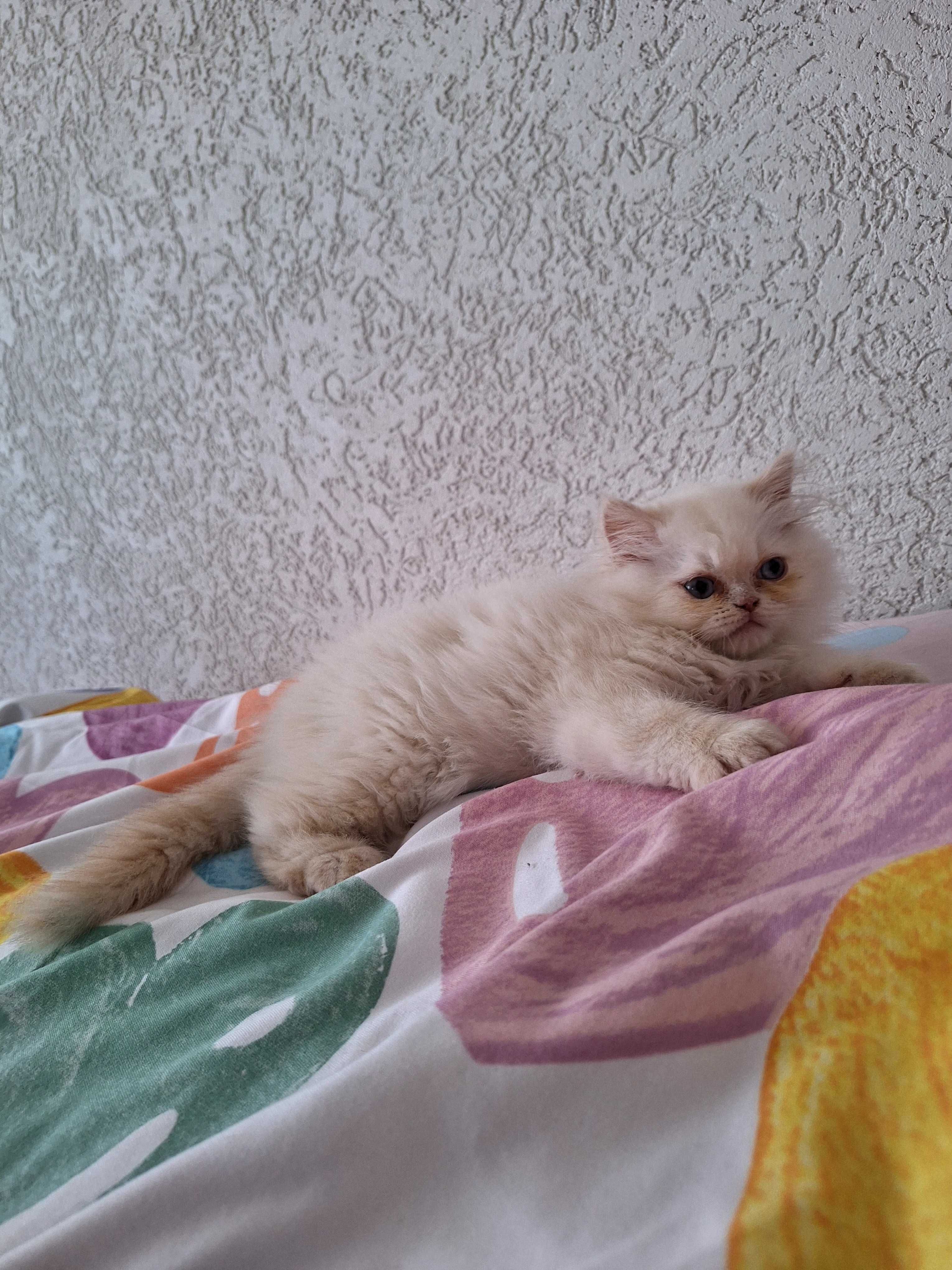 Бяло синеоко персииче