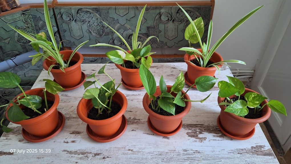 Set plante in ghiveci