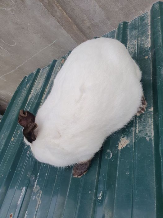 Kaliforniya quyonlar/ калифорнийские кролики