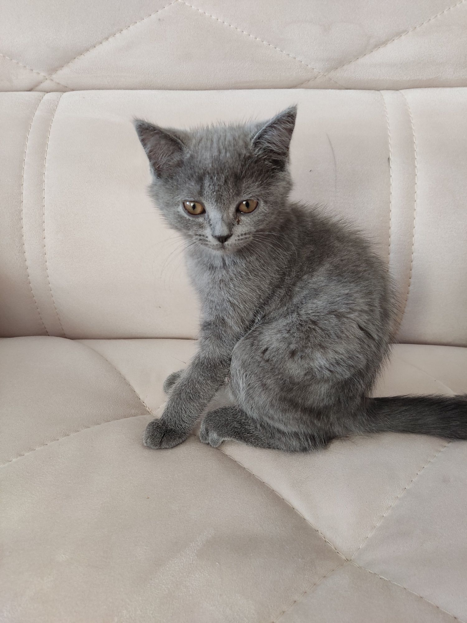 Продаются котята Бритиш фолд Бритиш страйт