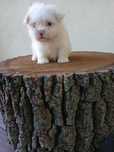 Puiuț Bichon Toy