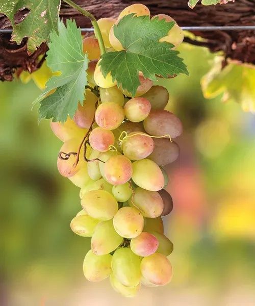 Vita de vie alba nobila de masa 28 de soiuri