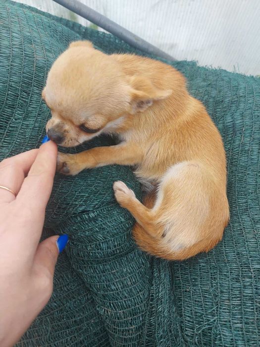 Мини чихуахуа женско