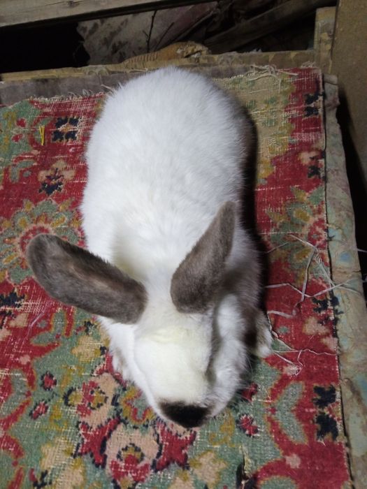 YEVRO kaliforniya sotiladi!!