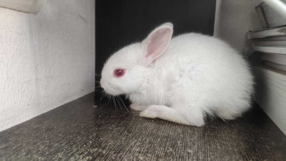 Срочно продаётся кролик белый