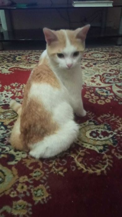 Замечательный котенок Василий, 1,5 года.