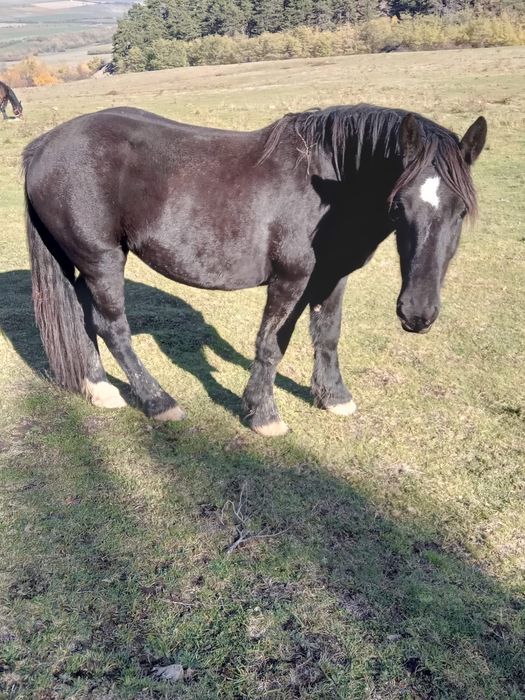 Vând mânza neagră de 2 ani