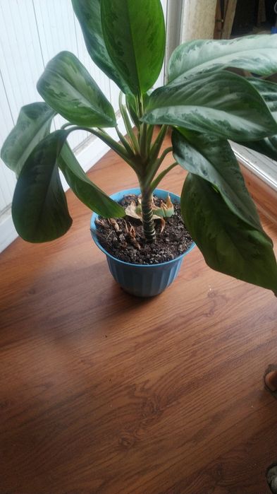 Продам аглонему цветок