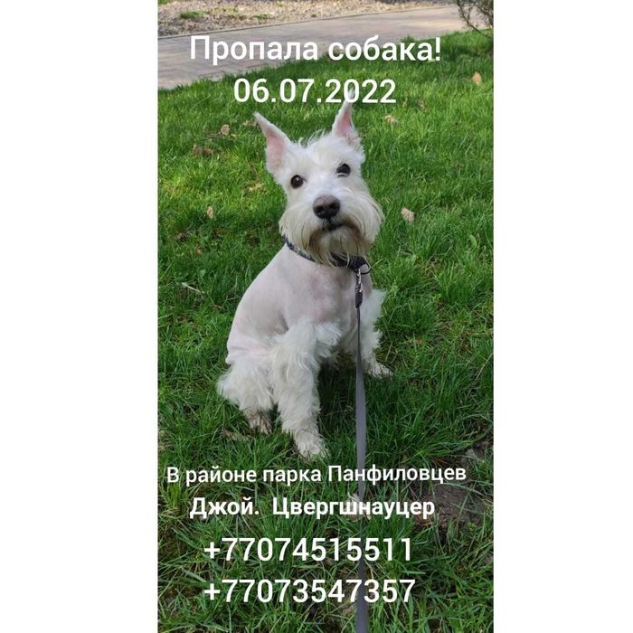 Пропала собака Джой