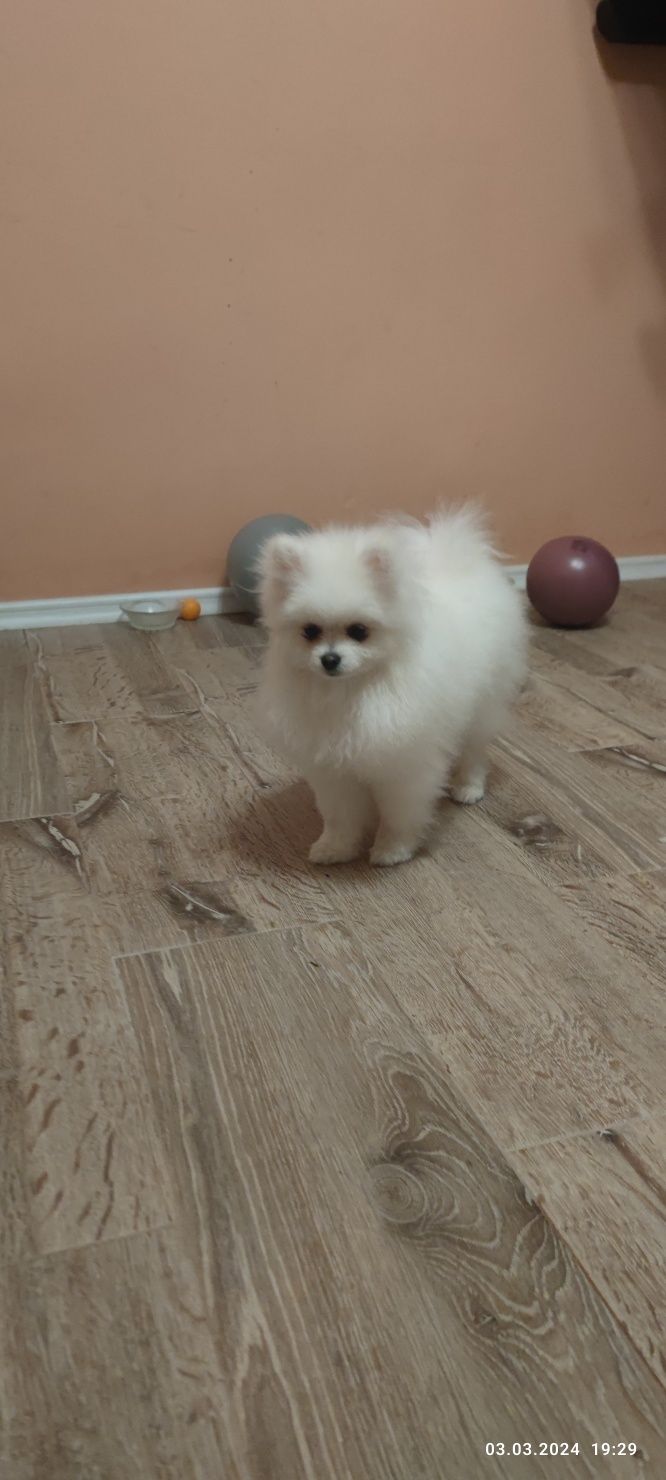 pomeranian de vanzare