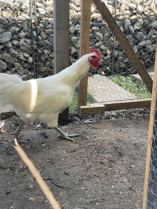Cocosi Australorp negru si alb, 8 luni