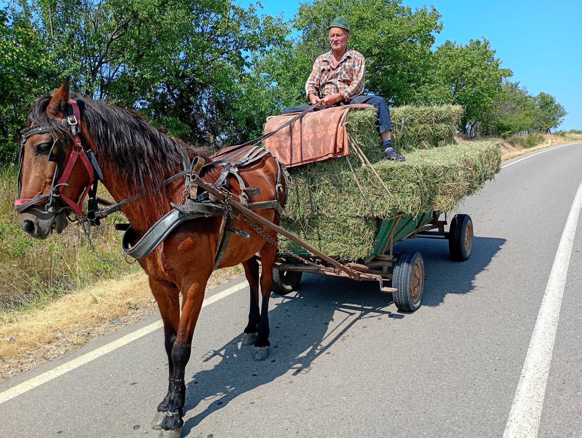 Vând  cal bun mai multe detalii