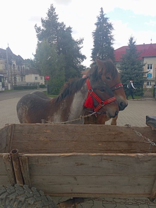 Vând mânz de 6 luni