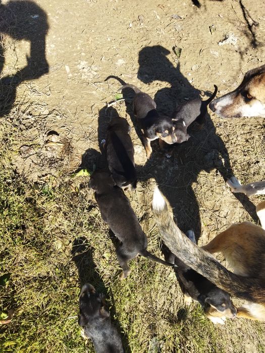 Spre adopție acești cățeluși