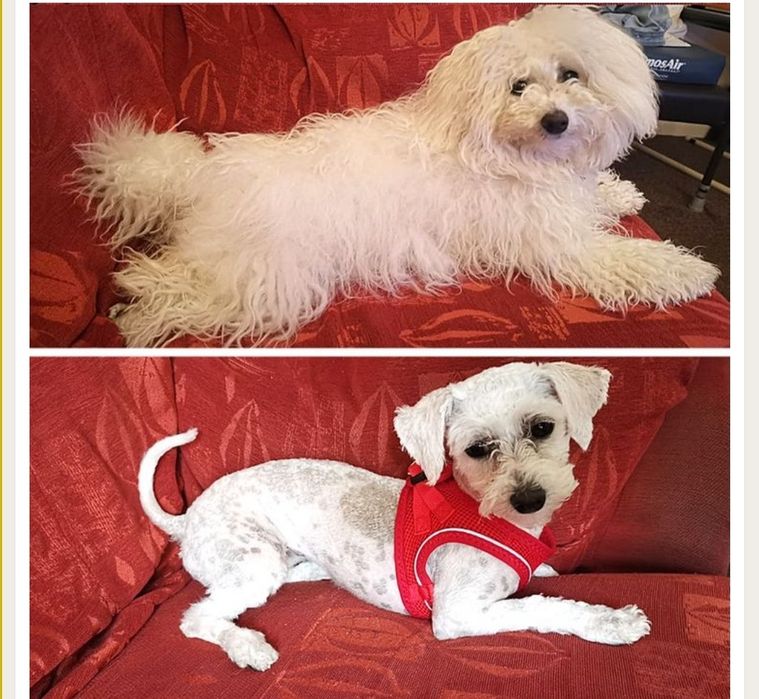 Tund căței de talie mica și pisici